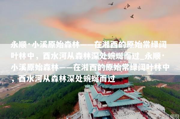 永顺·小溪原始森林——在湘西的原始常绿阔叶林中，酉水河从森林深处蜿蜒而过_永顺·小溪原始森林——在湘西的原始常绿阔叶林中，酉水河从森林深处蜿蜒而过